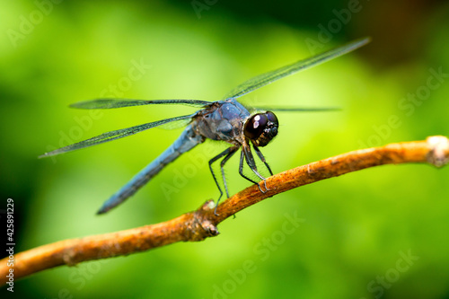 Slate skimmer dragonfly on a branch in New Hampshire.