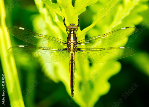 Spangled skimmer dragonfly on a leaf in New Hampshire. photo