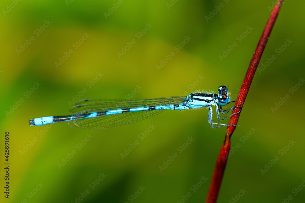 Bluet damselfly on grass in New Hampshire.