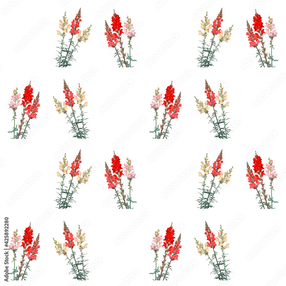 Fototapeta premium Floral pattern of colorful snapdragon flowers isolated on white