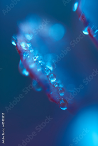 Raindrops on leaves. Futuristic atmosphere, blue bokeh background, macro nature. Raindrops on close-up plants. Bubbles of water. Cold colors.