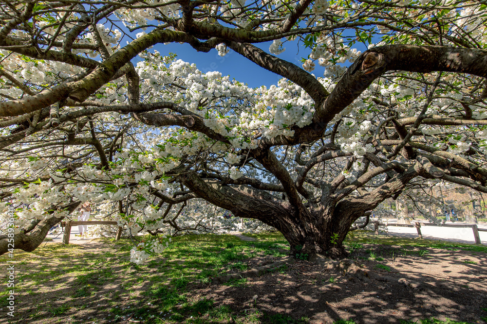 Fototapeta premium Paris, France - March 31, 2021: Beautiful blooming white cherry blossom tree in Jardin des plantes in Paris in sunny spring march day