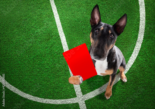 Referee arbitrator dog with whistle photo