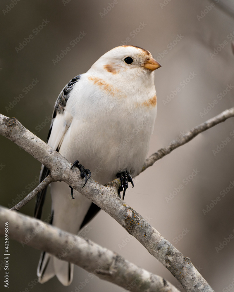 Bunting bird Photo Stock. Bunting bird close-up front view, perched on a tree branch with a blur background in its environment and habitat. Image. Picture. Portrait. Bunting bird Photo Stock. Bunting bird close-up front view, perched on a tree branch with a blur background in its environment and habitat. Image. Picture. Portrait.