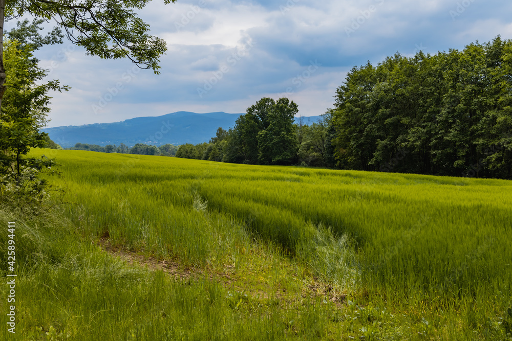 Long path with bushes and fields around in Kaczawskie mountains Long path with bushes and fields around in Kaczawskie mountains