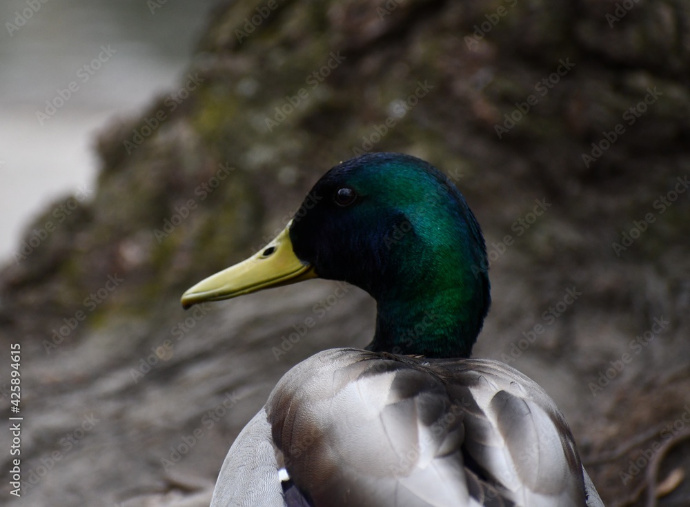 Obraz premium duck in the park