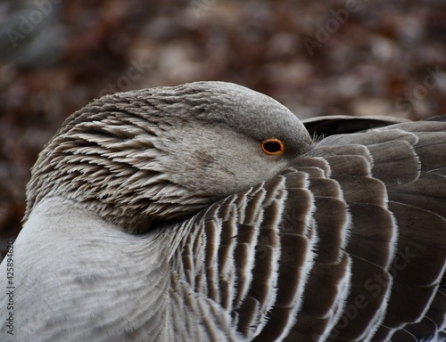 close up of a goose