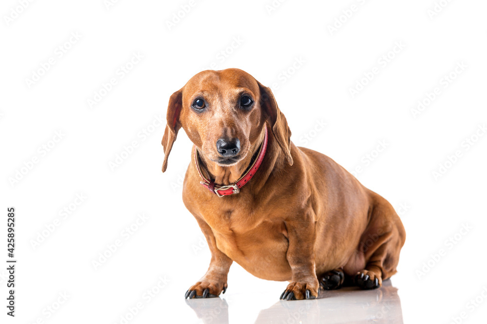 Brown Dachshund dog portrait isolated over white background