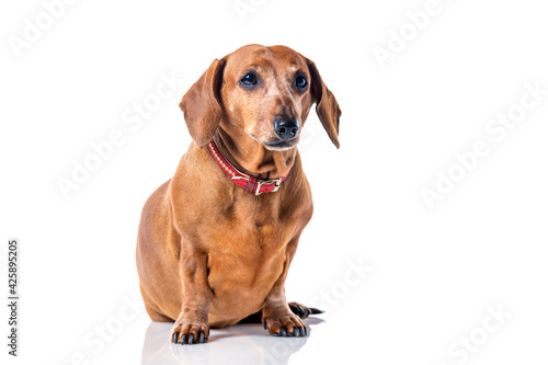 Brown Dachshund dog portrait isolated over white background