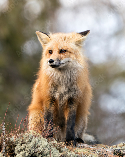Red Fox Photo Stock. Fox Image. Sitting on a moss rock with blur background in its environment and habitat in the springtime. Picture. Portrait.