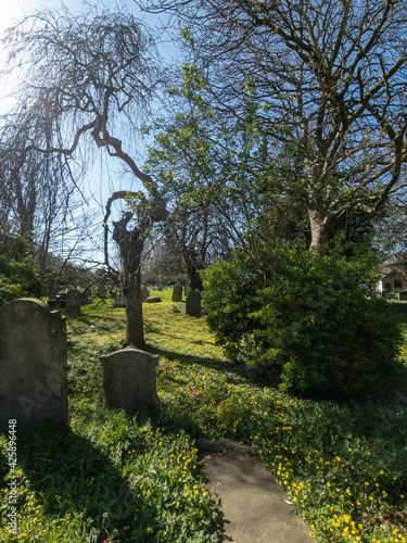 Old grave stones and trees in Swanscombe cemetery