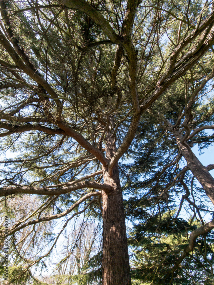 Fototapeta premium Beneath the canopy of an old yew tree