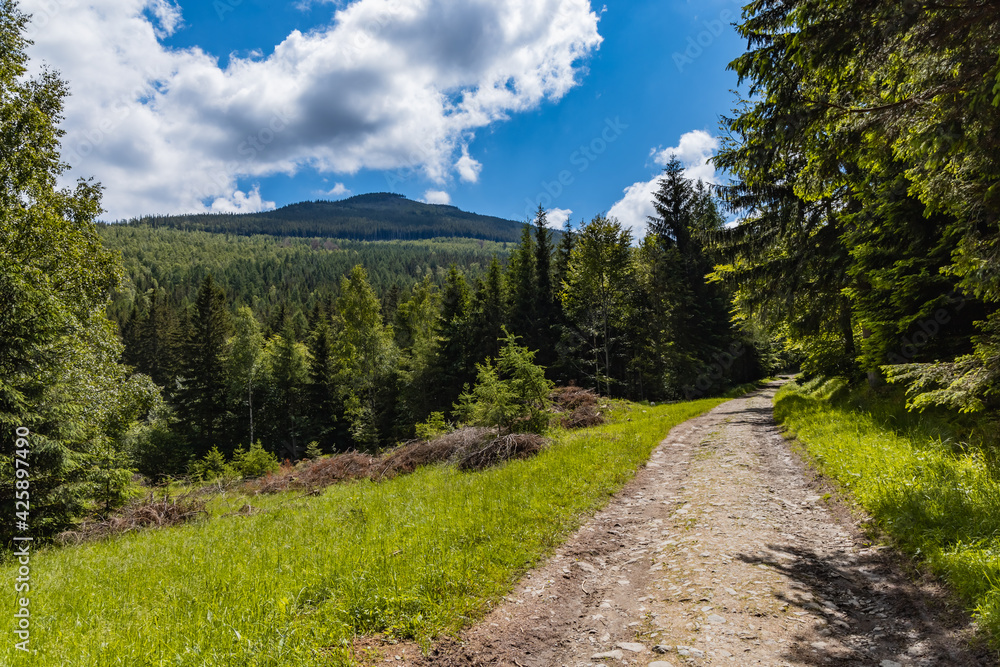Long mountain trail with bushes and trees around in Karkonosze Giant Mountains Long mountain trail with bushes and trees around in Karkonosze Giant Mountains