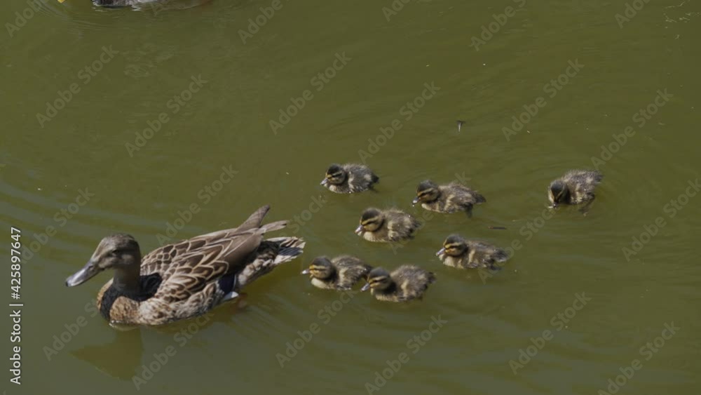 This slow motion video shows a group of baby ducks swimming behind