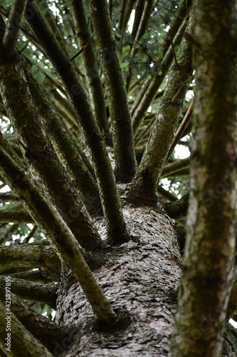 Pine in the park