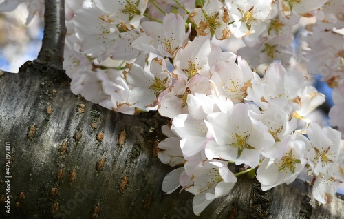 tree blossom