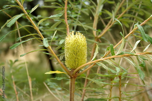 Silver Banksia (Banksia marginata)