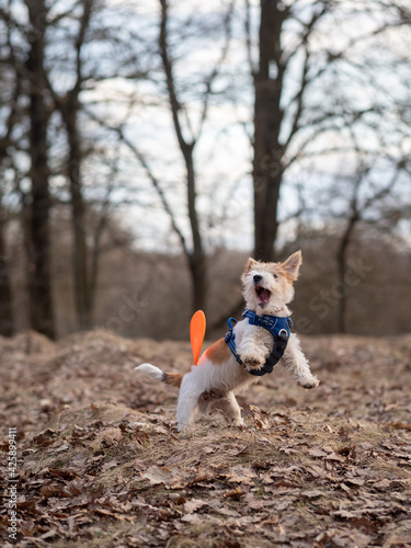 Jack Russell Terrier puppy catches frisbee in the forest