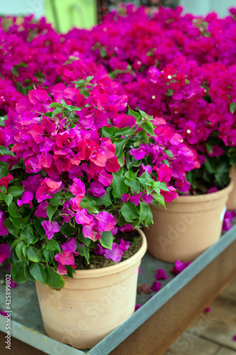 Beautidul clay pots of bougainvillea pink flowers at sale in a garden center