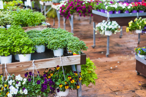 Canvas Print Close up of beautiful parsley green plants and spring pansies flowers for sale a