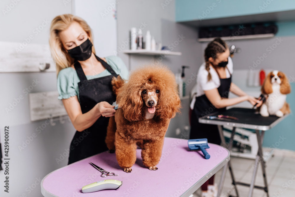 Red miniature poodle and Cavalier King Charles Spaniel at grooming