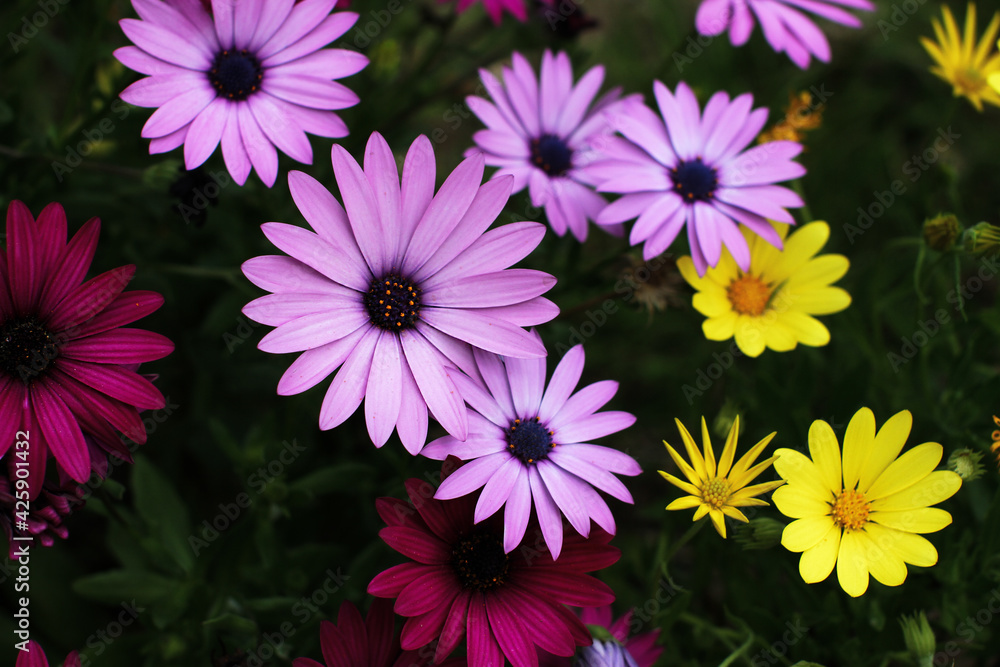 Fototapeta premium Bunch of pink, yellow and fuchsia gerberas, bright colors on a green background
