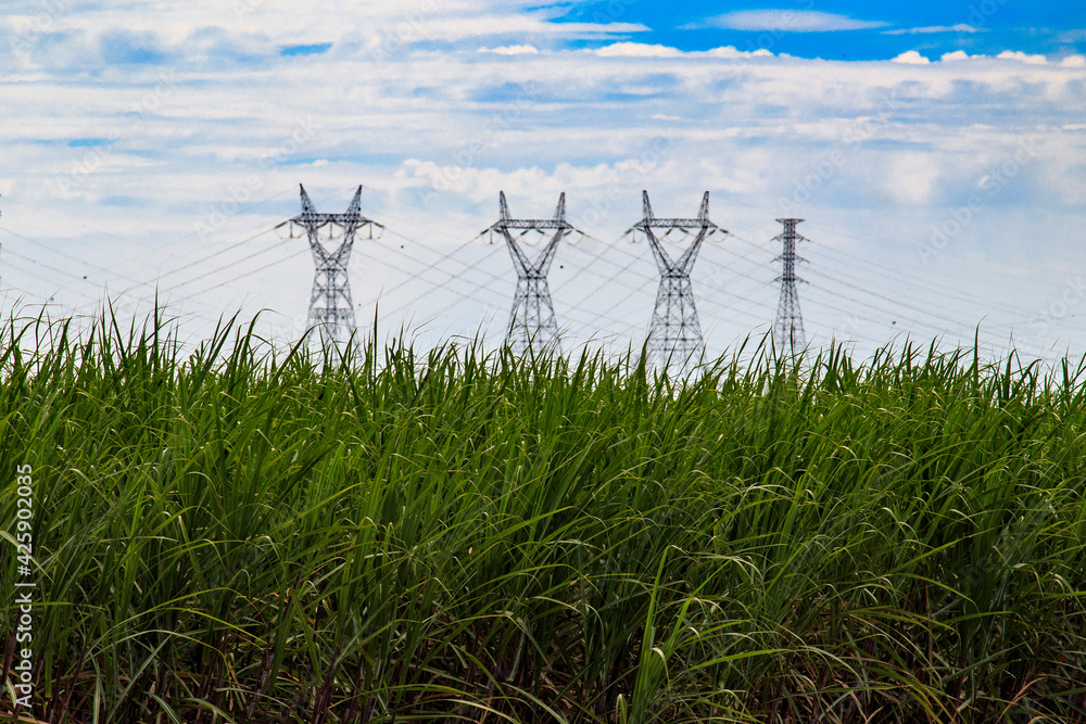 Sugarcane and electricity towers Sugarcane and electricity towers