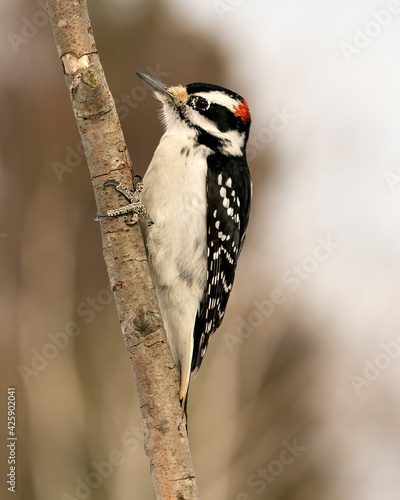 Woodpecker Stock Photos.  Close-up profile view climbing tree branch and displaying feather plumage in its environment and habitat in the forest with a blur background. Image. Picture. Portrait. photo