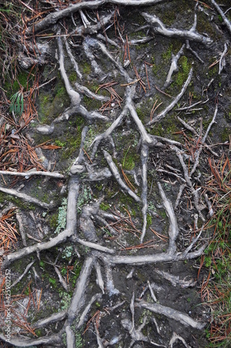root of a tree © Mariusz