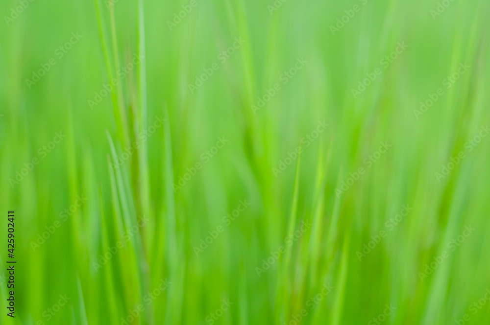 Blur grass texture. Green fresh grass background close up. Spring juicy greens. Herbal background. Lawn grass, gardening and landscaping. Spring fields