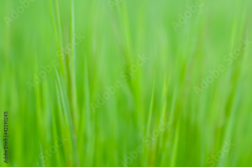 Blur grass texture. Green fresh grass background close up. Spring juicy greens. Herbal background. Lawn grass, gardening and landscaping. Spring fields