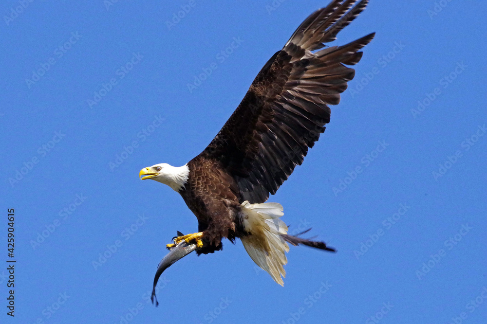 Obraz premium eagle with fish 02