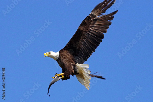 eagle with fish 02
