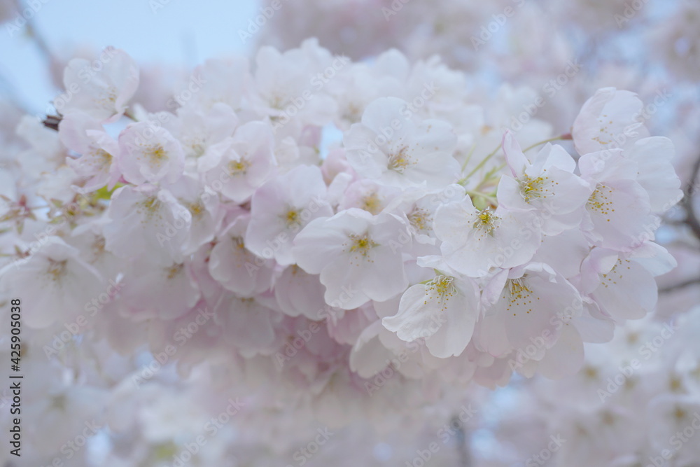 Fototapeta premium Delicate and beautiful cherry blossom against blue sky background. Sakura blossom. Japanese cherry blossom.