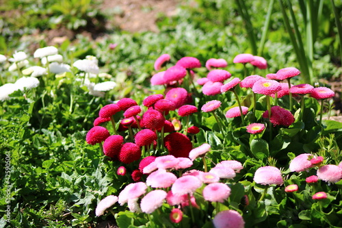 pink and white tulips