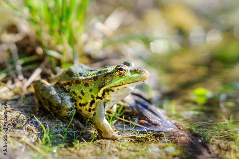 Fototapeta premium Little green frog on the pond shore