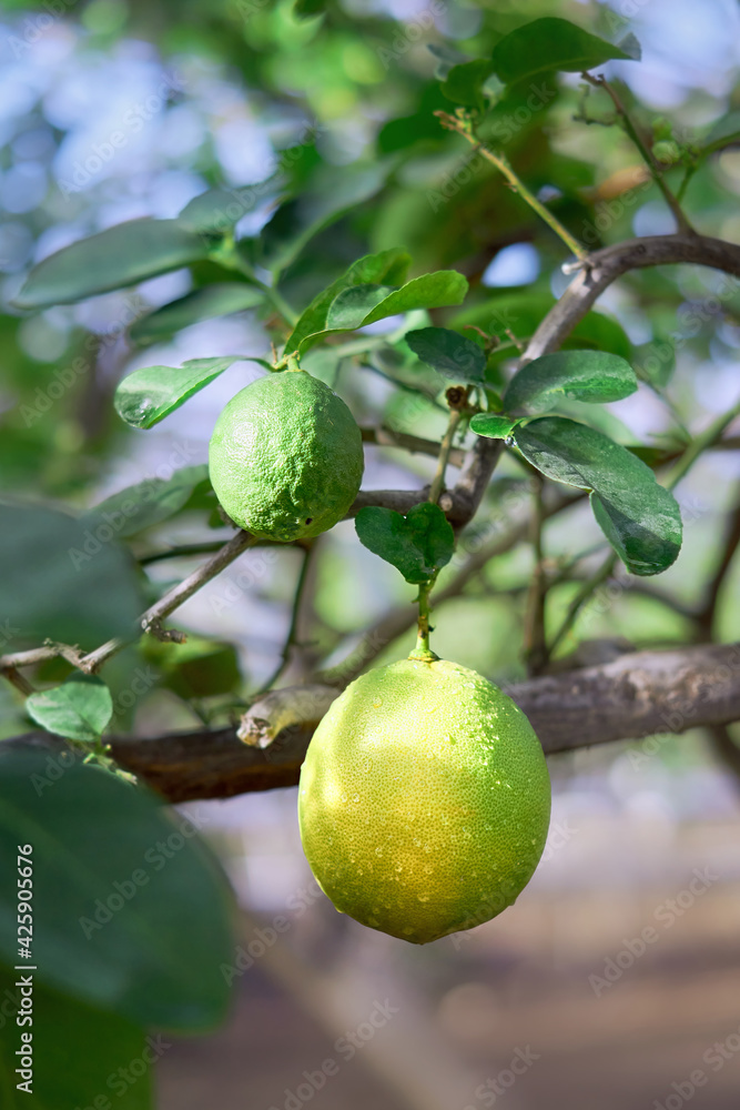 Branch of a lemon tree with one big ripening lemon and one green lemon. Lemon variety 