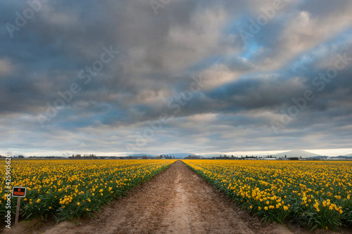 Fototapeta Naklejka Na Ścianę i Meble -  Colorful Rows of Bright Yellow Daffodils Growing in the Skagit Valley. The fields of Skagit County burst into bloom with daffodils, a month ahead of the more famous tulips.