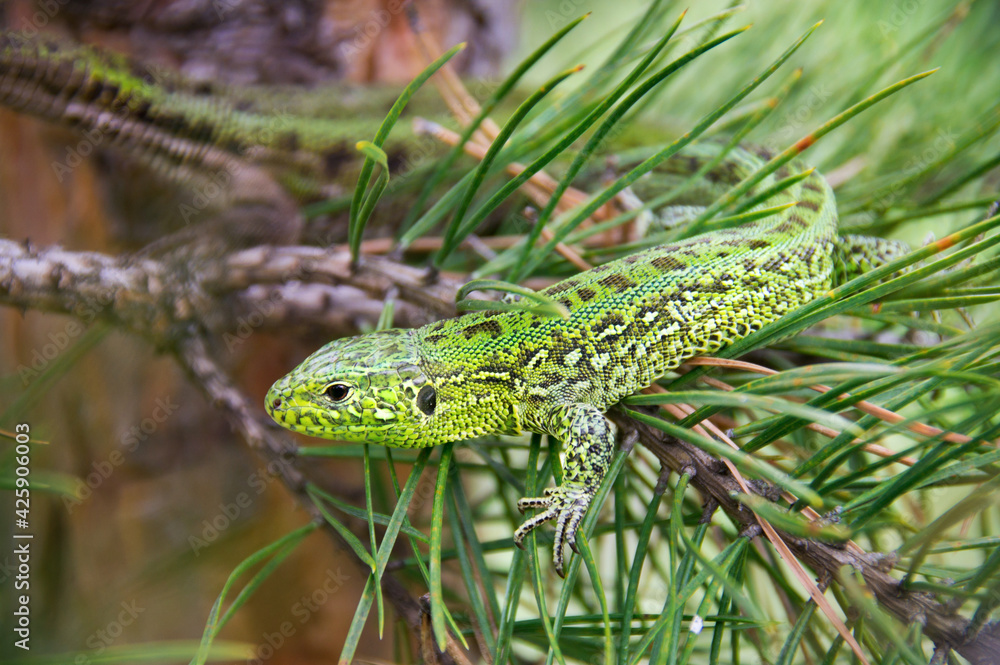 Green lizard sitting on a pine branch Green lizard sitting on a pine branch