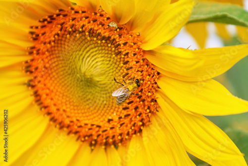 Big yellow sunflower close-up. A bee pollinates a sunflower.