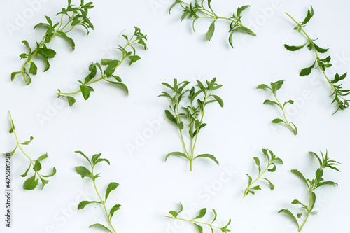 Stevia leaves on white background