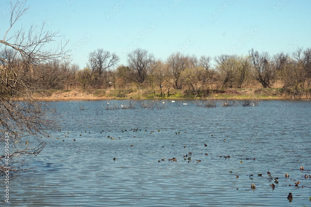 Wetland Lake with White Swans Swimming on Early Spring Day Wetland Lake with White Swans Swimming on Early Spring Day