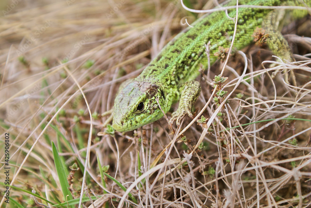 Big green lizard hides in dry grass, early spring. Animal from the Big green lizard hides in dry grass, early spring. Animal from the