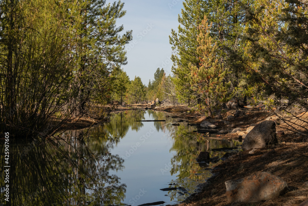 Pine trees reflected in a pond in a forest. Pine trees reflected in a pond in a forest.