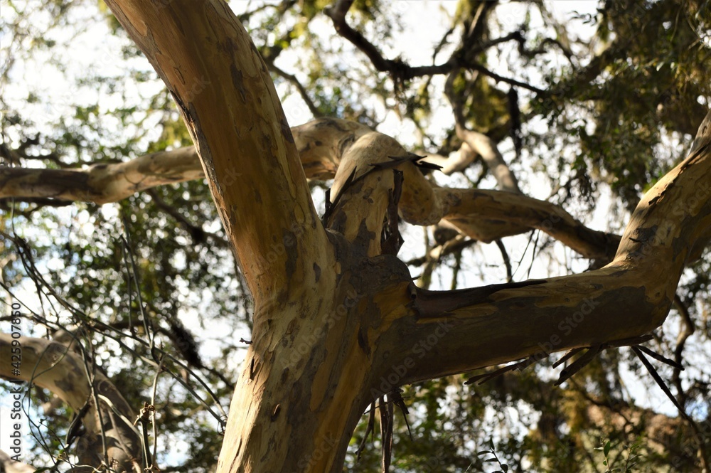 Tree branches. Tree branches.