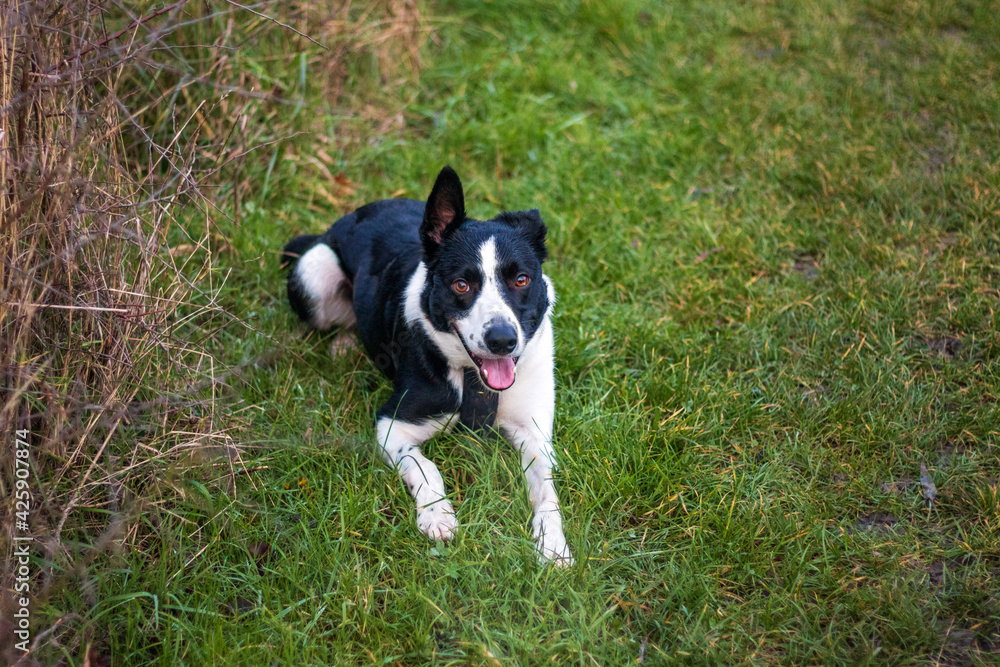 Border collie