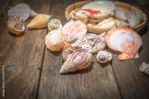 Seashell treasures on wooden old boards.