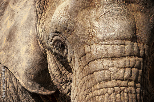 Detailed closeup portrait of an African elephant