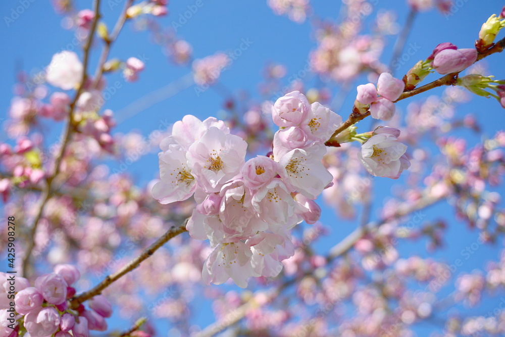 Delicate and beautiful cherry blossom against blue sky background. Sakura blossom. Japanese cherry blossom. Delicate and beautiful cherry blossom against blue sky background. Sakura blossom. Japanese cherry blossom.
