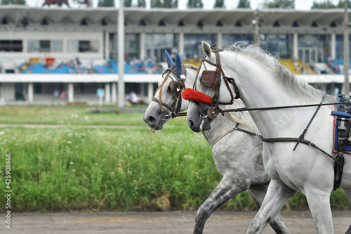 Two grey horse Orlov trotter breed in motion on hippodrome